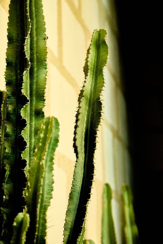 A large green cactus is bathed in natural light at the entrance to our Mexican restaurant in London Paddington.